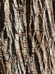 macro photography of rough tree bark texture