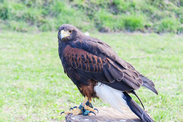 Buzzard in a falconry stage