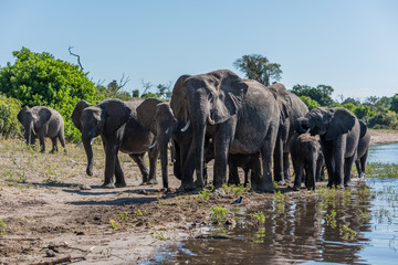 Herd of elephants walking along sunny riverbank