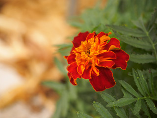 marigold,