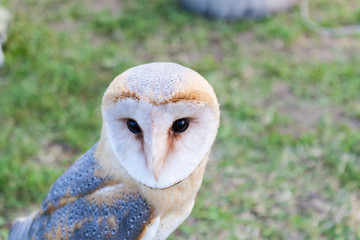 Barn Owl in a falconry stage