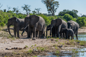 Naklejka na ściany i meble Herd of elephants walking along wooded riverbank