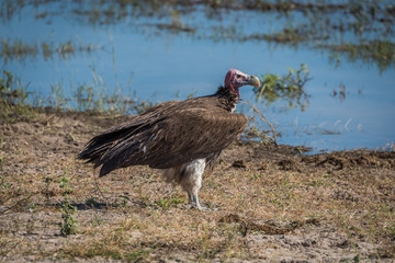 Lappet-faced vulture standing on riverbank in sunshine