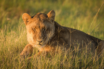 Lion lies asleep in grass at sunset