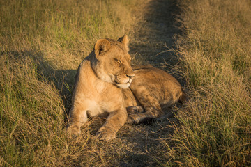 Lion lying with eyes closed at sunset