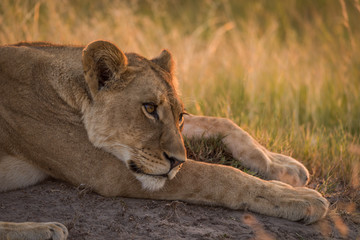 Lion lying with head on front leg