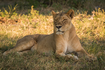 Lioness lies in shady grass turning head