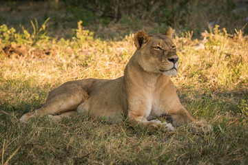 Fototapeta na wymiar Lioness lies staring on grass in shade