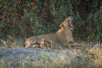 Lioness lies yawning in bushes with cub