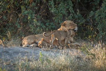 Lioness lying in bushes with two cubs