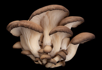 oyster mushroom on black - obrazy, fototapety, plakaty