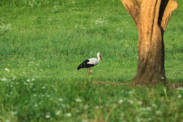 Stork bird under a tree on the meadow 