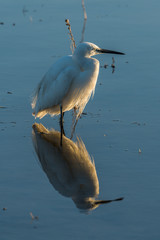 Little egret reflected in shallows at sunset