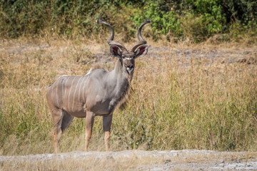 Naklejka na ściany i meble Male greater kudu stands in grass facing camera