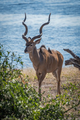 Naklejka na ściany i meble Male greater kudu with oxpeckers on back