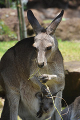 Naklejka na ściany i meble Kangaroos
