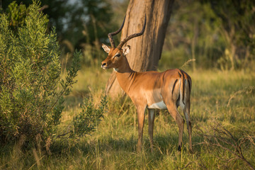 Naklejka na ściany i meble Male impala beside bush in golden light