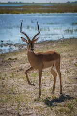 Naklejka na ściany i meble Male impala beside river lifting leg high