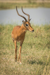 Naklejka na ściany i meble Male impala beside river walking towards camera