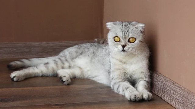 Cinemagraph cat that wags his tail and moving his ears . Scottish Fold silver color with yellow eyes , stop motion