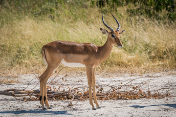Male impala on sandy ground turning head