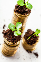 Golden coins in soil with young plant. Money growth concept.