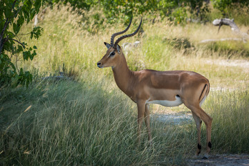 Naklejka na ściany i meble Male impala standing in shade facing camera