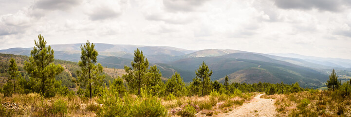 Fototapeta na wymiar Paisaje de montaña con fila de pinos