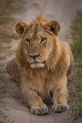 Fototapeta na wymiar Male lion lying in shade on track