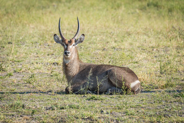 Male waterbuck lying in grass in sunshine