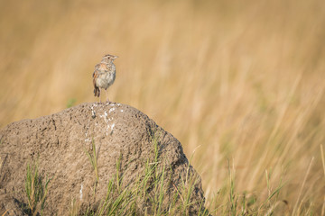 Monotonous lark on termite mound in grassland