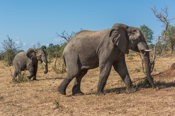 Fototapeta na wymiar Mother and baby elephant crossing grassy hillside