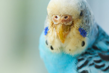 Fototapeta premium budgerigar ill mite