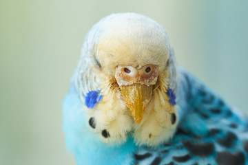 budgerigar ill mite