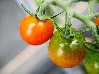 Cherry tomato