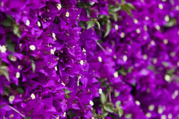 Hedge of violet flowering Bougainvillea plant in Barcelona, Spain
