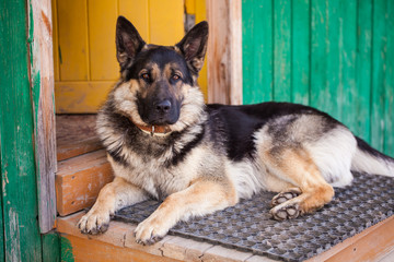 German Shepherd sitting near the house in the village