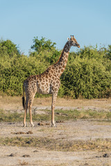 South African giraffe in bush facing camera
