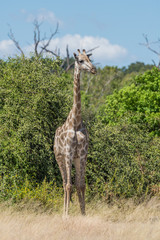 South African giraffe standing with bushes behind