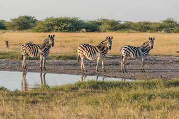 Fototapeta na wymiar Three Burchell's zebra in line beside water