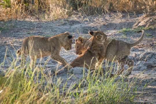 Three lion cubs playing on muddy ground