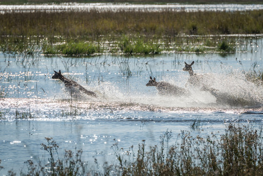 Three red lechwe splashing through shallow river