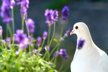 White dove closeup.