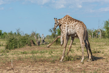 Naklejka na ściany i meble Two South African giraffe fighting in bushes