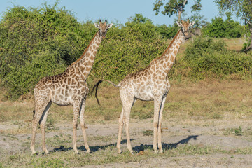 Two South African giraffe side-by-side in bush