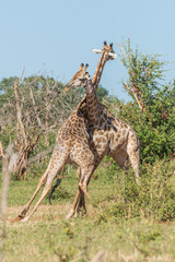 Two South African giraffe wrestling each other