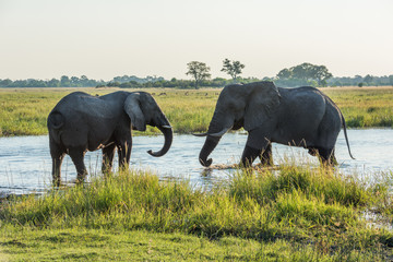 Two elephants facing off in shallow river