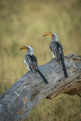 Two southern yellow-billed hornbills side-by-side on log