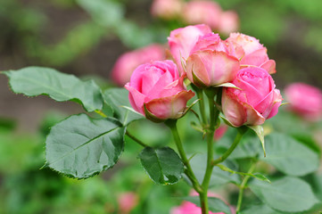 Fototapeta na wymiar Beautiful Pink Roses Flowers Outdoor, Spring Blossom