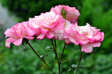 Fototapeta premium Beautiful Pink Rose Petals, In Park